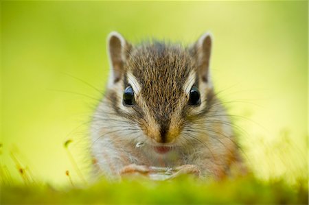 summer grass - Chipmunk Stock Photo - Premium Royalty-Free, Code: 622-06809312