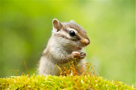 roedor - Chipmunk Photographie de stock - Premium Libres de Droits, Code: 622-06809313