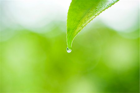 Green leaf with water droplet Foto de stock - Sin royalties Premium, Código: 622-06809329