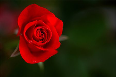 single red rose bud - Pink rose Stock Photo - Premium Royalty-Free, Code: 622-06809358