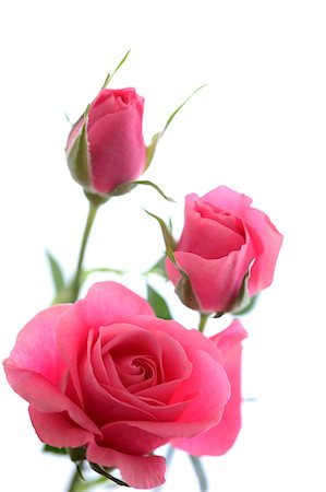 pink roses white background - Pink roses Foto de stock - Sin royalties Premium, Código: 622-06809376
