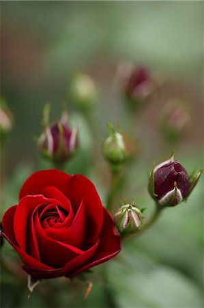 single red rose bud - Red rose Stock Photo - Premium Royalty-Free, Code: 622-06809388
