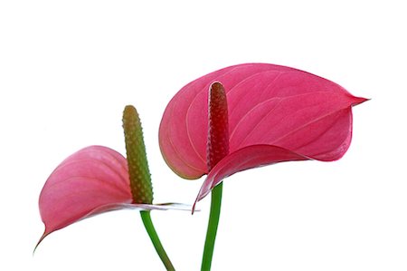 flamingo lily - Anthurium Stock Photo - Premium Royalty-Free, Code: 622-06809404