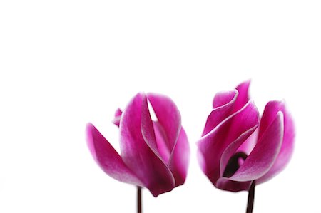 Cyclamen Photographie de stock - Premium Libres de Droits, Code: 622-06809405