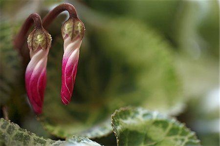 Cyclamen buds Stockbilder - Premium RF Lizenzfrei, Bildnummer: 622-06809406