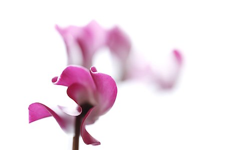 Cyclamen Photographie de stock - Premium Libres de Droits, Code: 622-06809408