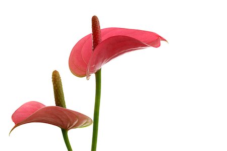 flamingo lily - Anthurium Stock Photo - Premium Royalty-Free, Code: 622-06809403