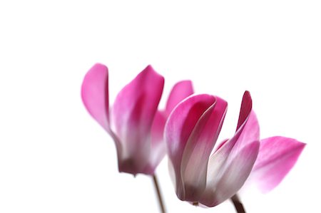 Cyclamen Photographie de stock - Premium Libres de Droits, Code: 622-06809410