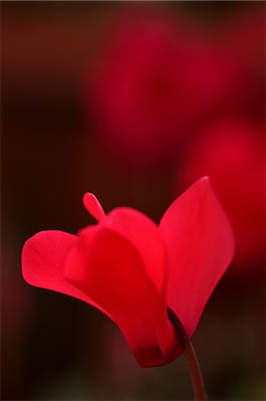 Cyclamen Photographie de stock - Premium Libres de Droits, Code: 622-06809424