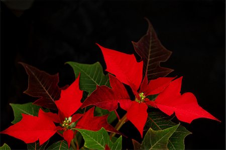 flower on black background - Poinsettia Photographie de stock - Premium Libres de Droits, Code: 622-06809431