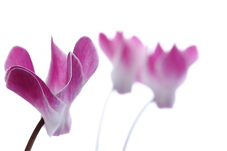 Cyclamen Photographie de stock - Premium Libres de Droits, Code: 622-06809447