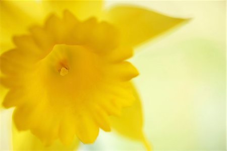 Narcissus Stock Photo - Premium Royalty-Free, Code: 622-06809460