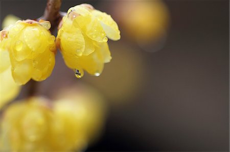 fresh flowers for water drops - Wintersweet flowers Foto de stock - Sin royalties Premium, Código: 622-06809489