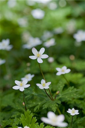 simsearch:622-07841097,k - Anemone flowers Foto de stock - Sin royalties Premium, Código: 622-06809495