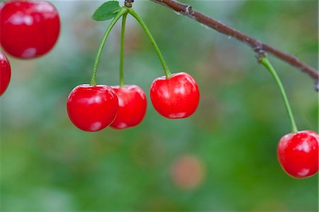 simsearch:622-06487609,k - Cherries Stockbilder - Premium RF Lizenzfrei, Bildnummer: 622-06809499