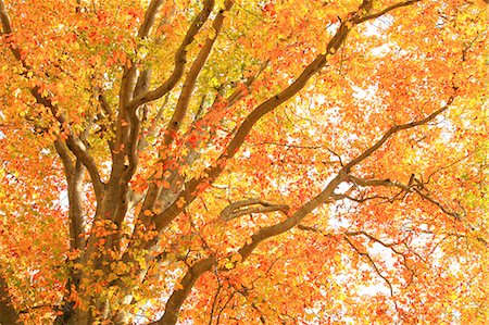 Autumn leaves Photographie de stock - Premium Libres de Droits, Code: 622-06809513