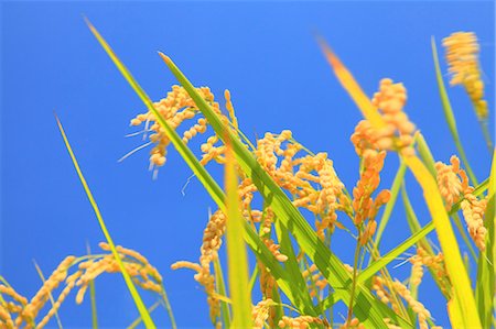 rice ear - Blue sky and rice ears Stock Photo - Premium Royalty-Free, Code: 622-06809525