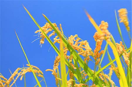 Blue sky and rice ears Foto de stock - Royalty Free Premium, Número: 622-06809525