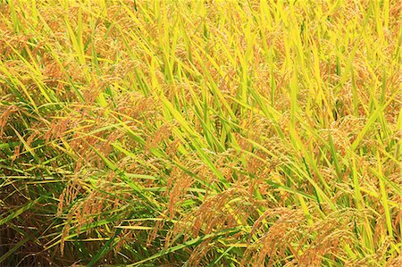 rice ear - Rice ears Stock Photo - Premium Royalty-Free, Code: 622-06809527