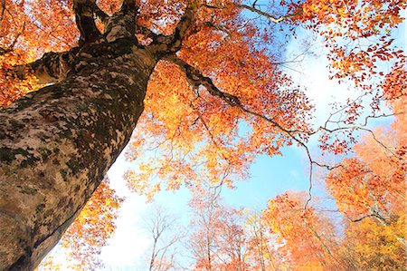 single tree blue sky cloud - Beech tree in Autumn Stock Photo - Premium Royalty-Free, Code: 622-06809534