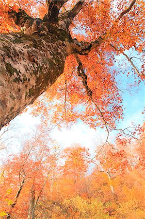 simsearch:622-06809535,k - Beech tree in Autumn Photographie de stock - Premium Libres de Droits, Code: 622-06809535