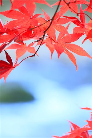 stream close up photography - Red maple leaves Stock Photo - Premium Royalty-Free, Code: 622-06809537