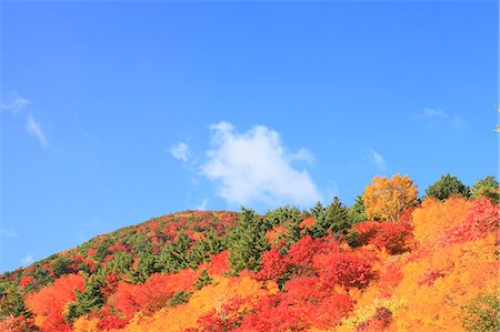 simsearch:622-06809275,k - Autumn at Tengu garden, Fukushima Prefecture Fotografie stock - Premium Royalty-Free, Codice: 622-06809531