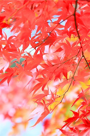 simsearch:622-07117688,k - Red maple leaves Stock Photo - Premium Royalty-Free, Code: 622-06809541