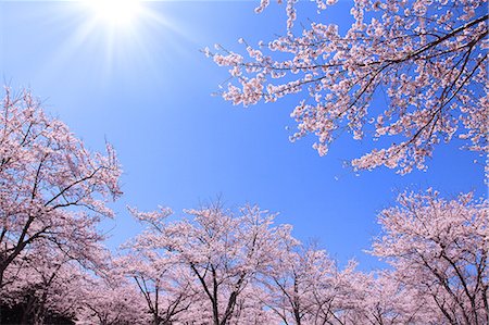 fleur de cerisier - Cherry blossoms and blue sky Photographie de stock - Premium Libres de Droits, Code: 622-06809565