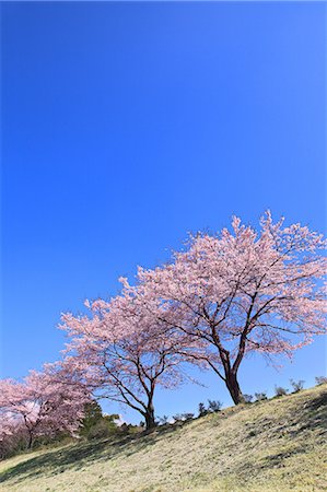 simsearch:622-06809593,k - Blue sky and cherry trees in full bloom Foto de stock - Sin royalties Premium, Código: 622-06809573
