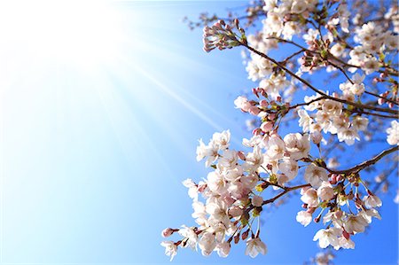 spring tree nobody flower pink sky - Cherry blossoms Stock Photo - Premium Royalty-Free, Code: 622-06809584