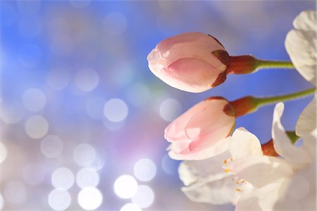 Cherry blossoms Stockbilder - Premium RF Lizenzfrei, Bildnummer: 622-06809586
