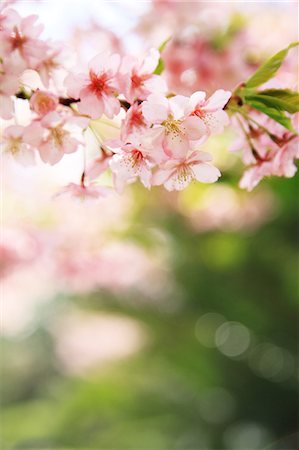 simsearch:622-06809586,k - Cherry blossoms Foto de stock - Sin royalties Premium, Código: 622-06809580