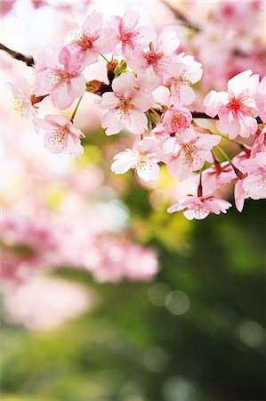 Cherry blossoms Photographie de stock - Premium Libres de Droits, Code: 622-06809583