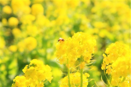 Bee in rapeseed field Stock Photo - Premium Royalty-Free, Code: 622-06809599