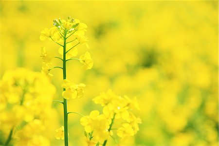 pastel water not people - Rapeseed field Stock Photo - Premium Royalty-Free, Code: 622-06809591