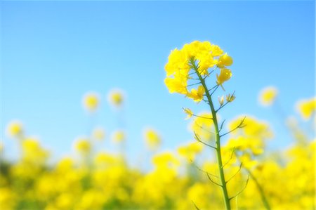 field close up - Rapeseed and blue sky Stock Photo - Premium Royalty-Free, Code: 622-06809600