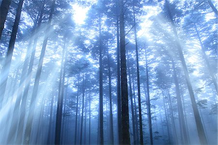 shower outdoor nobody - Rays of light in a forest Stock Photo - Premium Royalty-Free, Code: 622-06809602