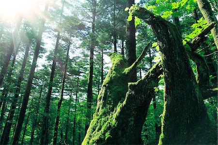 fujinomiya - Trees and rays of light Stock Photo - Premium Royalty-Free, Code: 622-06809618