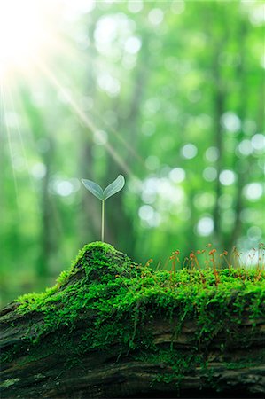 shower outdoor nobody - Leaf sprouting from a tree Stock Photo - Premium Royalty-Free, Code: 622-06809610