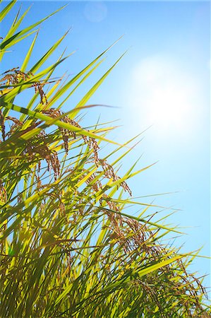 rice harvesting in japan - Rice ears and blue sky Stock Photo - Premium Royalty-Free, Code: 622-06809626