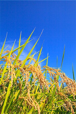 riz blanc - Rice ears and blue sky Photographie de stock - Premium Libres de Droits, Code: 622-06809628
