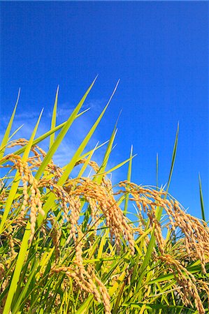 rice harvesting in japan - Rice ears and blue sky Stock Photo - Premium Royalty-Free, Code: 622-06809628