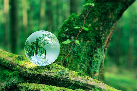 ecologico - Glass sphere on a tree Foto de stock - Sin royalties Premium, Código: 622-06809621