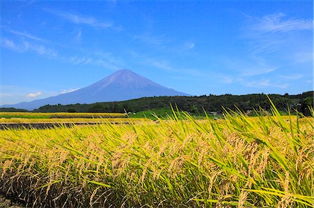 rice ear - Rice ears and Mount Fuji Stock Photo - Premium Royalty-Free, Code: 622-06809630