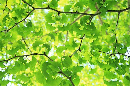 shade - Green Ginkgo leaves Stock Photo - Premium Royalty-Free, Code: 622-06809665