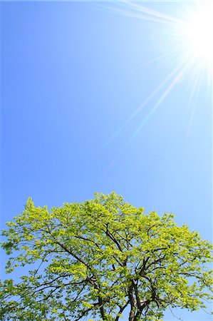 Green leaves and blue sky Stock Photo - Premium Royalty-Free, Code: 622-06809660
