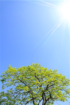 digitally generated image - Green leaves and blue sky Stock Photo - Premium Royalty-Free, Code: 622-06809660