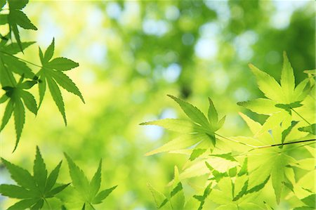 summer light - Green maple leaves Stock Photo - Premium Royalty-Free, Code: 622-06809661