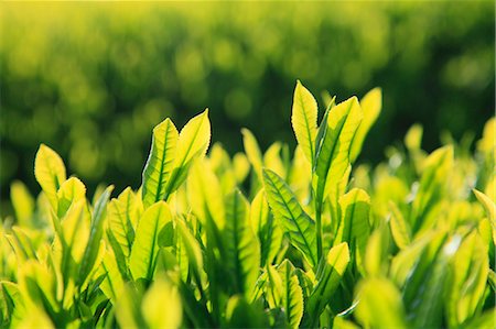 Tea leaves Foto de stock - Sin royalties Premium, Código: 622-06809677